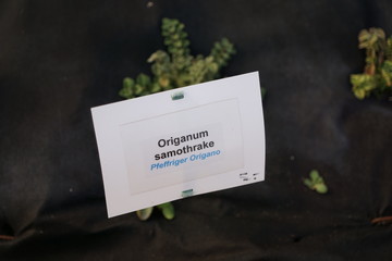 oreganum kraut schild