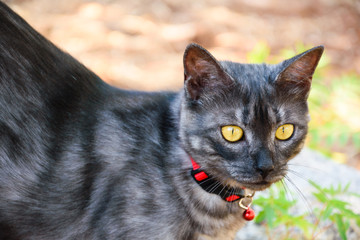 Cat with red collar and bell, looking around in the garden