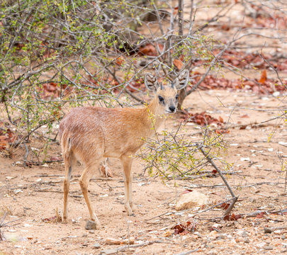 Sharpe's Grysbok