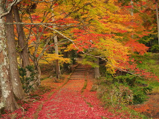 紅葉と境内の落ち葉