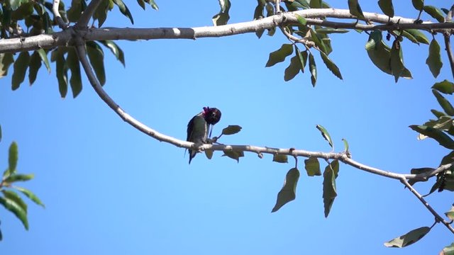 Male Anna's Hummingbird preening scratching and take-off