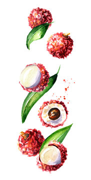 Falling ripe lychee, vertical composition. Watercolor hand drawn illustration,  isolated on white background