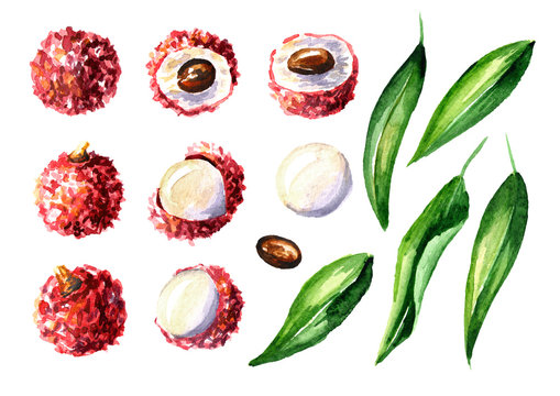 Fresh lychee fruits and leaves elements set. Watercolor hand drawn illustration  isolated on white background