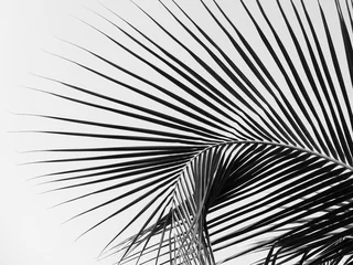 Store enrouleur occultant sans perçage Palmier belle feuille de palmiers sur fond blanc