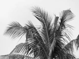 Crédence de cuisine en verre imprimé Palmier palmier noir et blanc