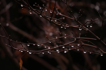 木の枝の露