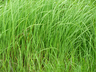 green grass texture