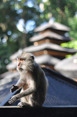 A macaque monkey thinking and enjoying the sun with pagoda tower in background