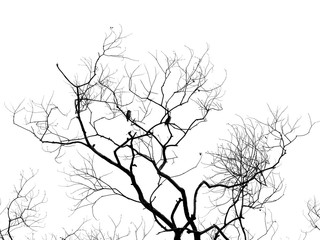 Silhouette tree