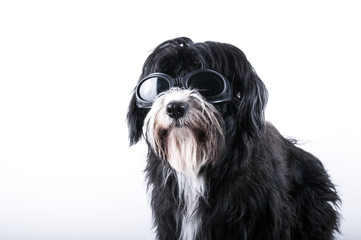 Portrait of black and white bearded collie dog wearing sunglasses
