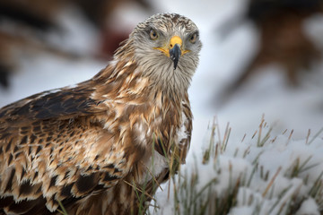 Portrait of endangered red kite (Milvus milvus)a medium-large bird of prey in the family Accipitridae