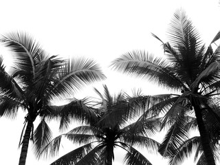 Kokospalmboom silhouet
