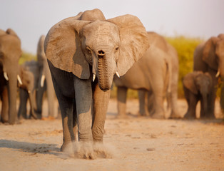 Fototapeta na wymiar Amazing african elephants. Huge elephants male in front of the camera. Wildlife scene with dangerous animal. Great tusker in the nature habitat. Loxodonta africana.