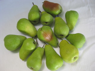   Pears are on a white canvas. Mature fruits are large, juicy and delicious, collected in the garden. A good harvest-thirteen fruits are plucked from one branch.