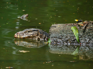 Water monitor