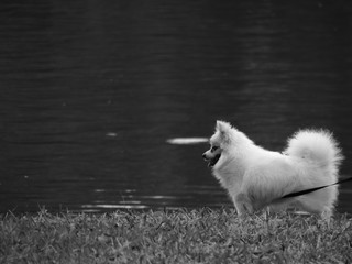 black and white Dog on grass lawn