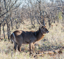 Waterbuck Antelope