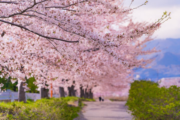 日本の春 神奈川県秦野市 水無川沿いの桜並木