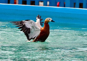 Beautiful bright red duck (Ogar) gracefully splashing in the pool water, dancing ballerina duck - obrazy, fototapety, plakaty