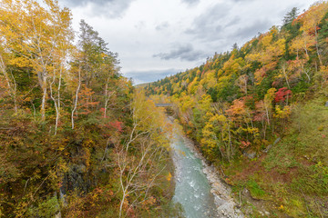 colorful tree in autumn near Shirahige Waterfall