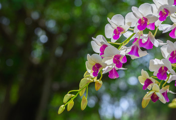 White and pink Dendrobium flower