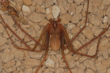 Loxosceles rufescens, the Mediterranean recluse spider, originated in the Mediterranean region ,as for example Spain, as its name implies, has a darker brown characteristic violin marking on the cepha