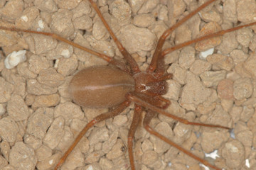Loxosceles rufescens, the Mediterranean recluse spider, originated in the Mediterranean region ,as for example Spain, as its name implies, has a darker brown characteristic violin marking on the cepha