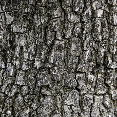 bark texture