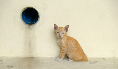 Fototapeta premium cat street floor with floor and wall