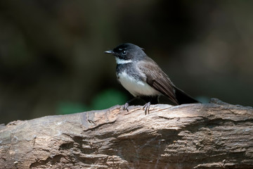 Malaysian pied fantail or Rhipidura javanica perching on  log , Thailand