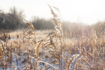 Fototapeta premium Winter landscape. Fresh snow lies on the dry grass on a Sunny day.