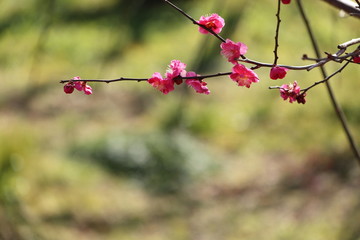 梅の花