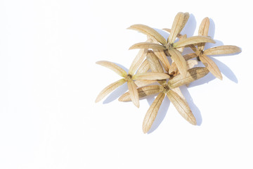 dry flowerstar isolated on white background