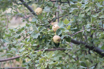 quince tree