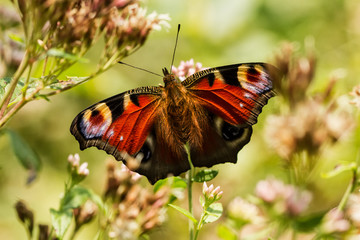 Obraz premium Tagpfauenauge