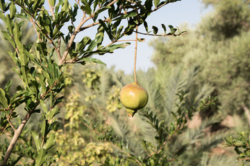 Pomegranate fruit on a tree