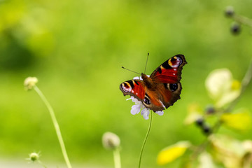 Tagpfauenauge