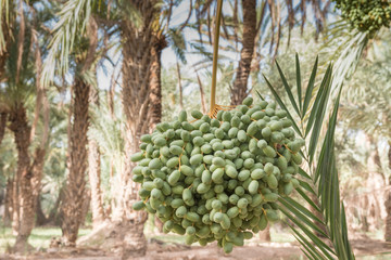 Date palm in the oasis 