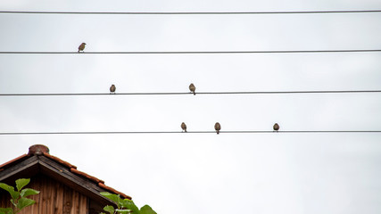 Sparrow birds sitting on electric wires. Tile-roofed house. Greece