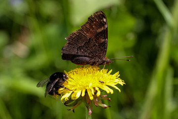 Tagpfauenauge