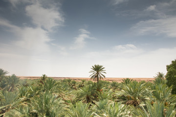 the date palm oasis
