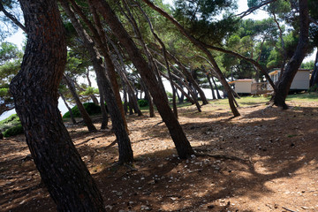 Fototapeta premium Path through Pine trees Mediterranean Tourist Holiday Camping Site