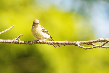 Baby sparrow sitting on branch