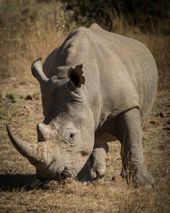 White Rhino in Pilansberg National Park. South Africa