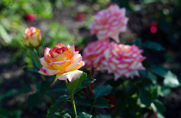 roses in the garden
