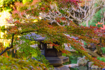 Fototapeta na wymiar 日本の秋 東京都北区 旧古川庭園の紅葉風景