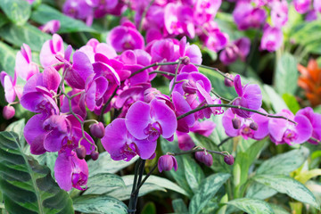 Pink orchid phalaenopsis against tropical greens