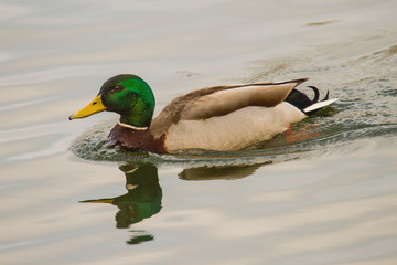 Male mallard duck swimming on the Norfolk Broads