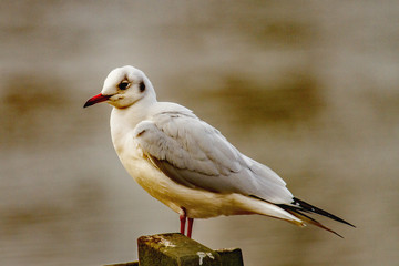 Wild seagull sitting on a post