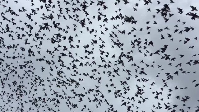 Starlings flying on sky. Starling, any of a number of birds composing most of the family Sturnidae (order Passeriformes)